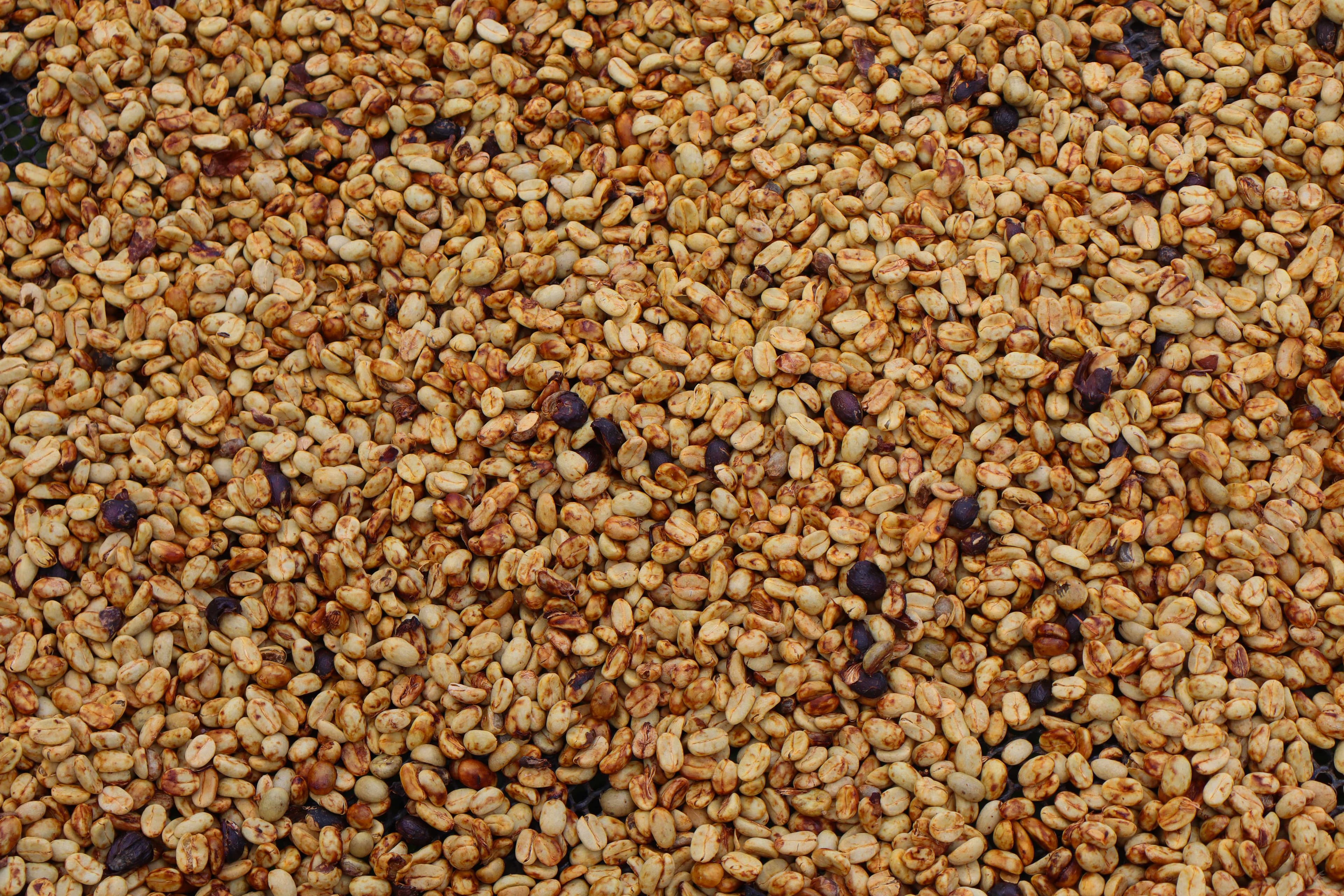 Coffee Cherry Background