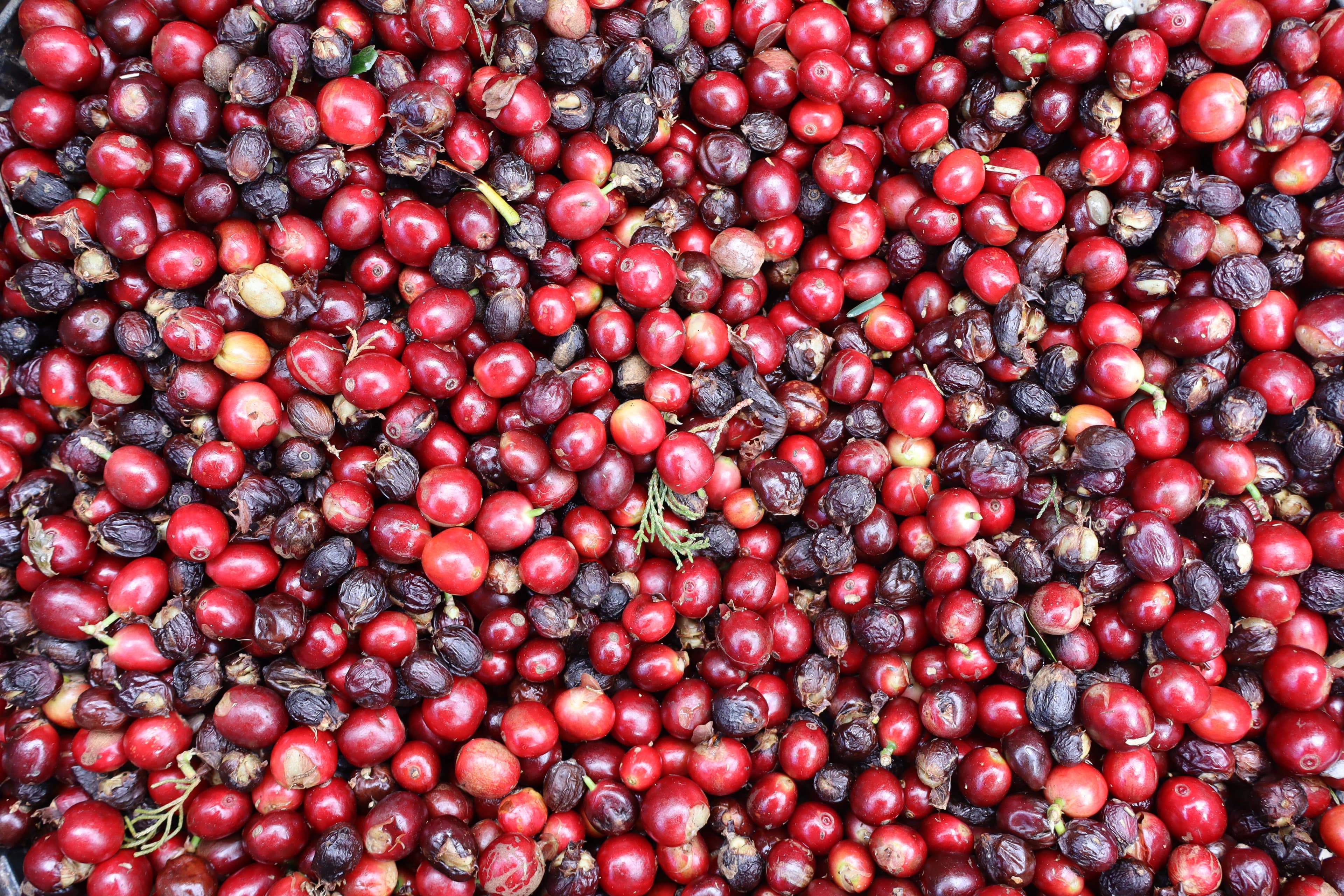 Coffee Cherry